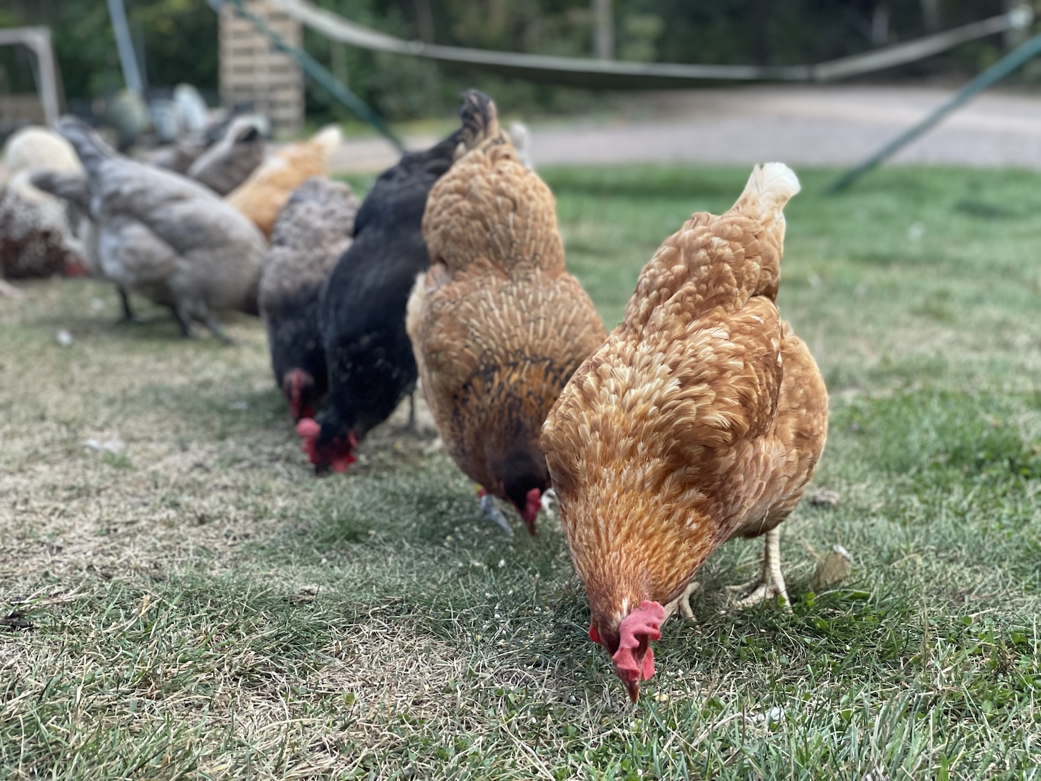 A photo of a line of hens foraging in the lawn