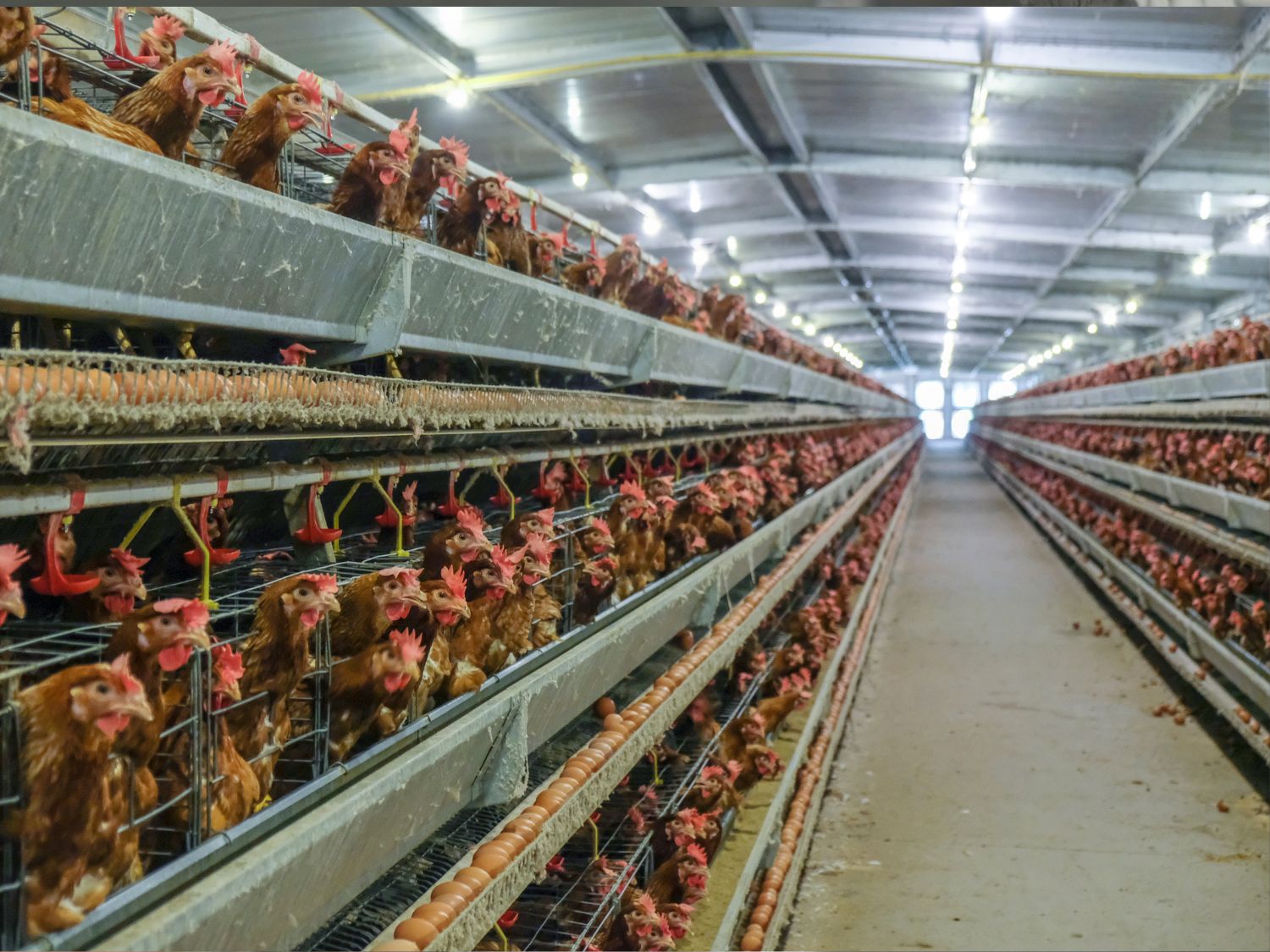A photo showing the inside of a commercial egg laying facility