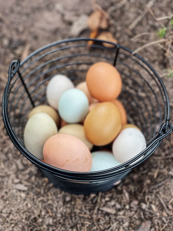 A photo showing a basket full of colorful eggs outside.