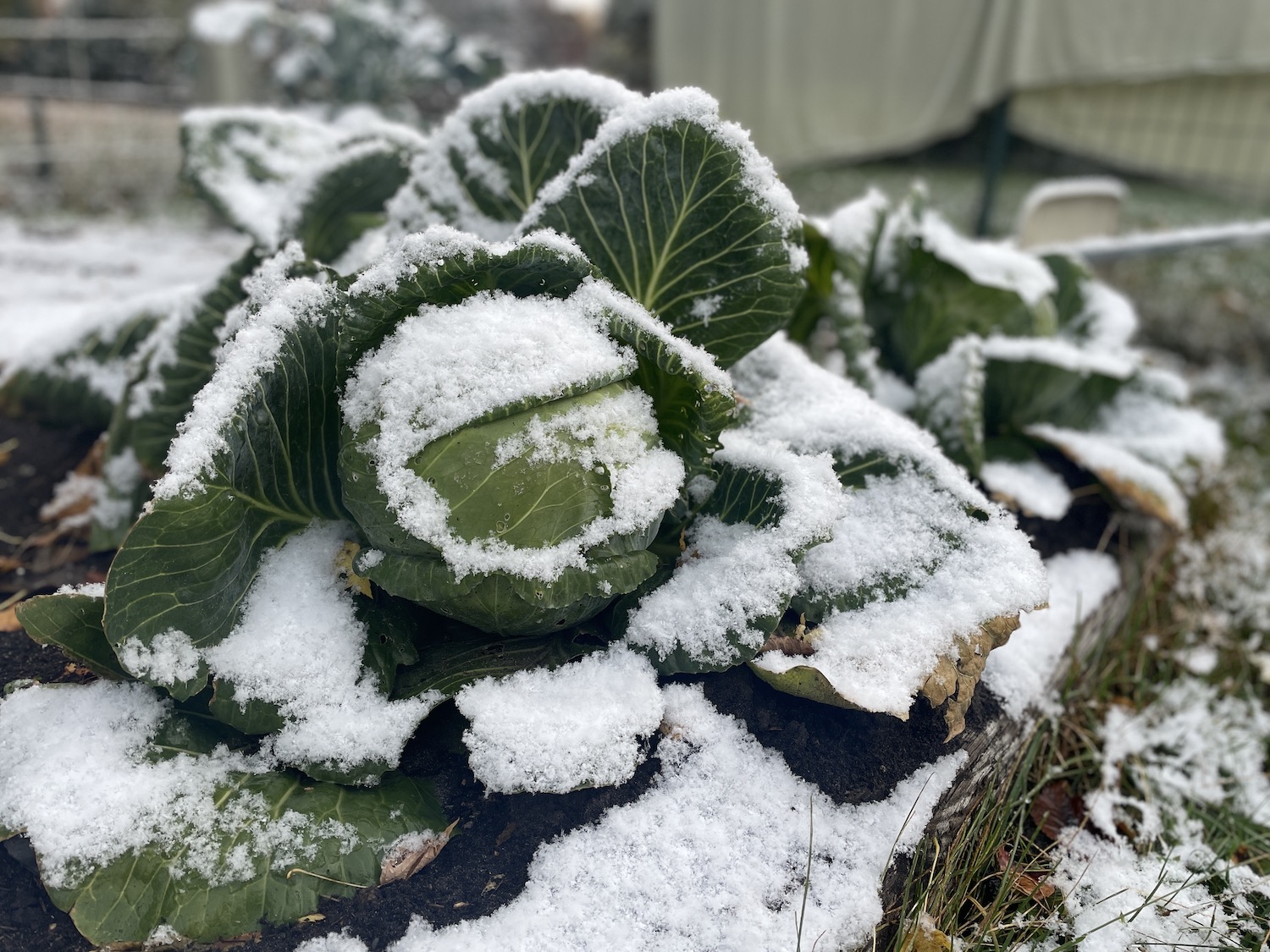 A photo of cabbage plants under some snow in the winter