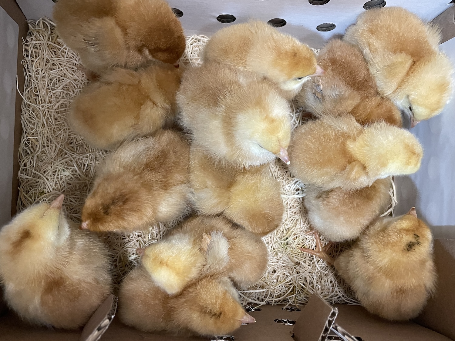 Day old ranger chicks in a box from the mail