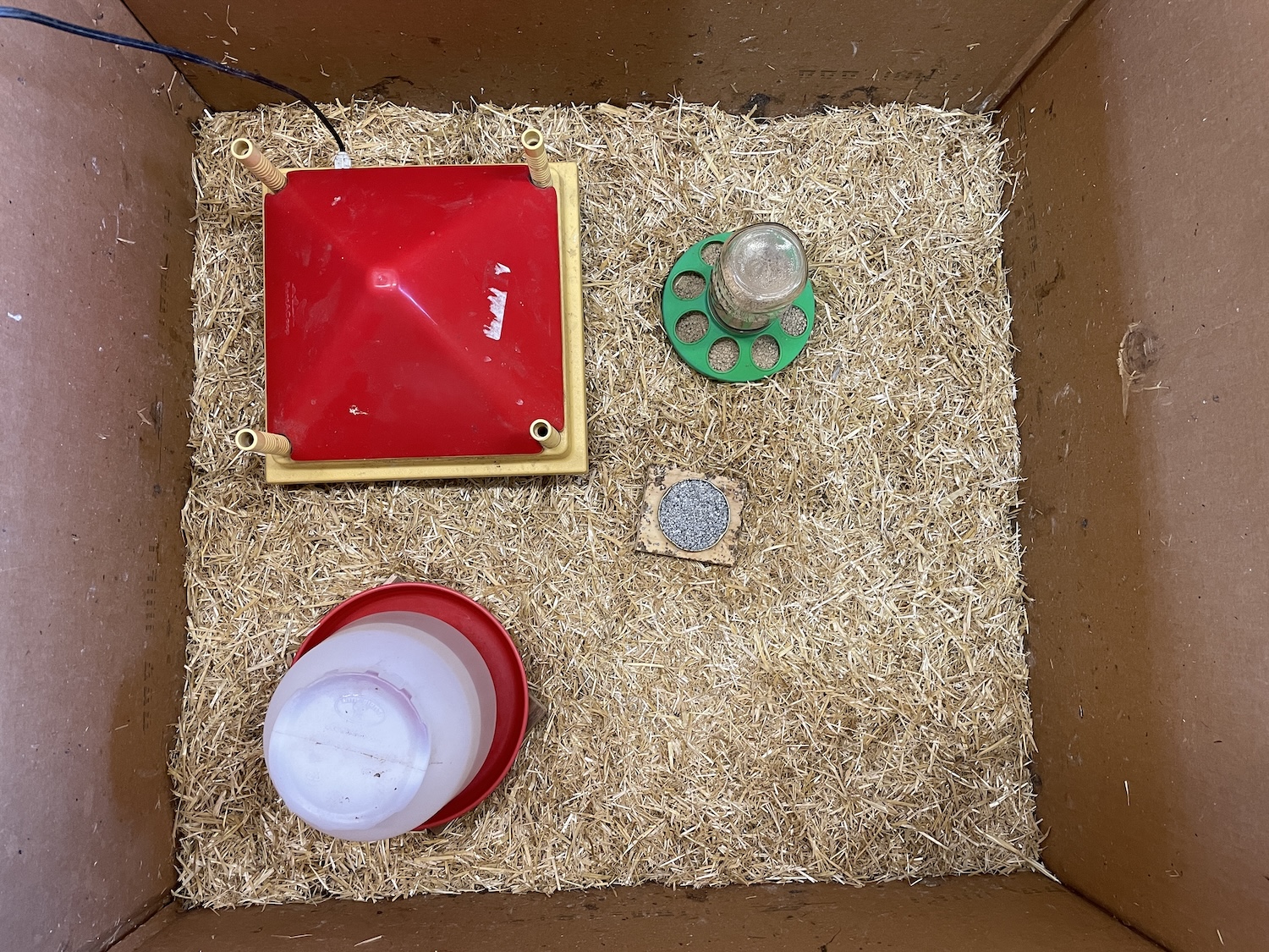 A large cardboard box set up as a brooder with straw, water, feed, grit and a heat source.