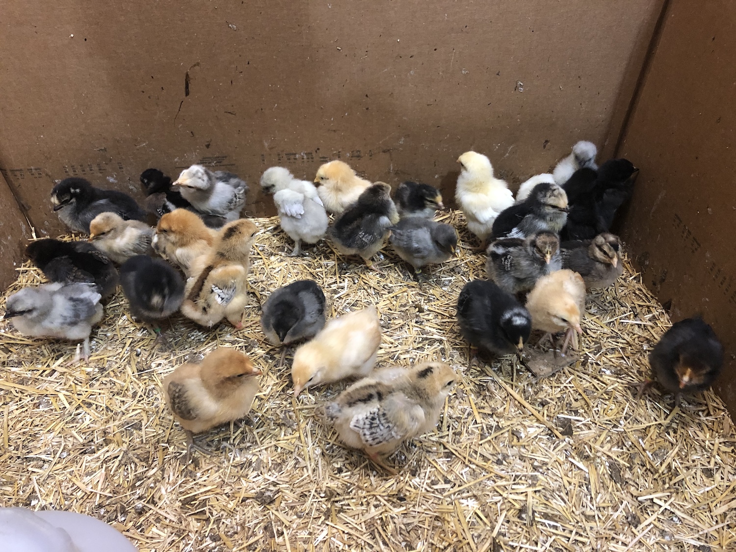 30 chicks spread out in a cardboard brooder box