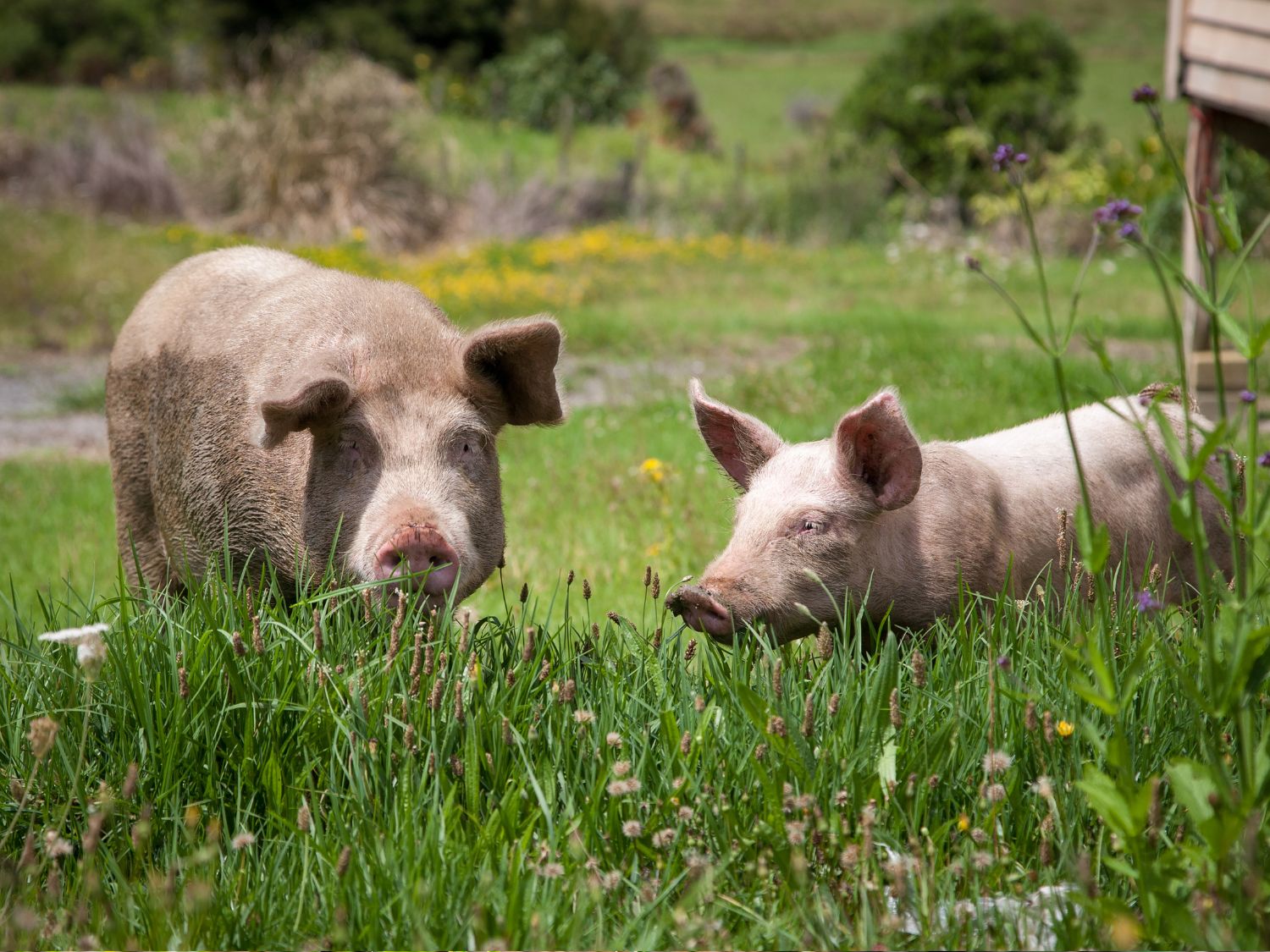 2 pigs outside foraging in a field with wild flowers