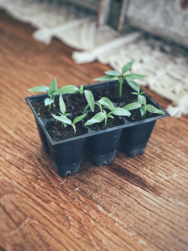 A 6-cell seed starter with pepper seedlings sitting on a wooden table