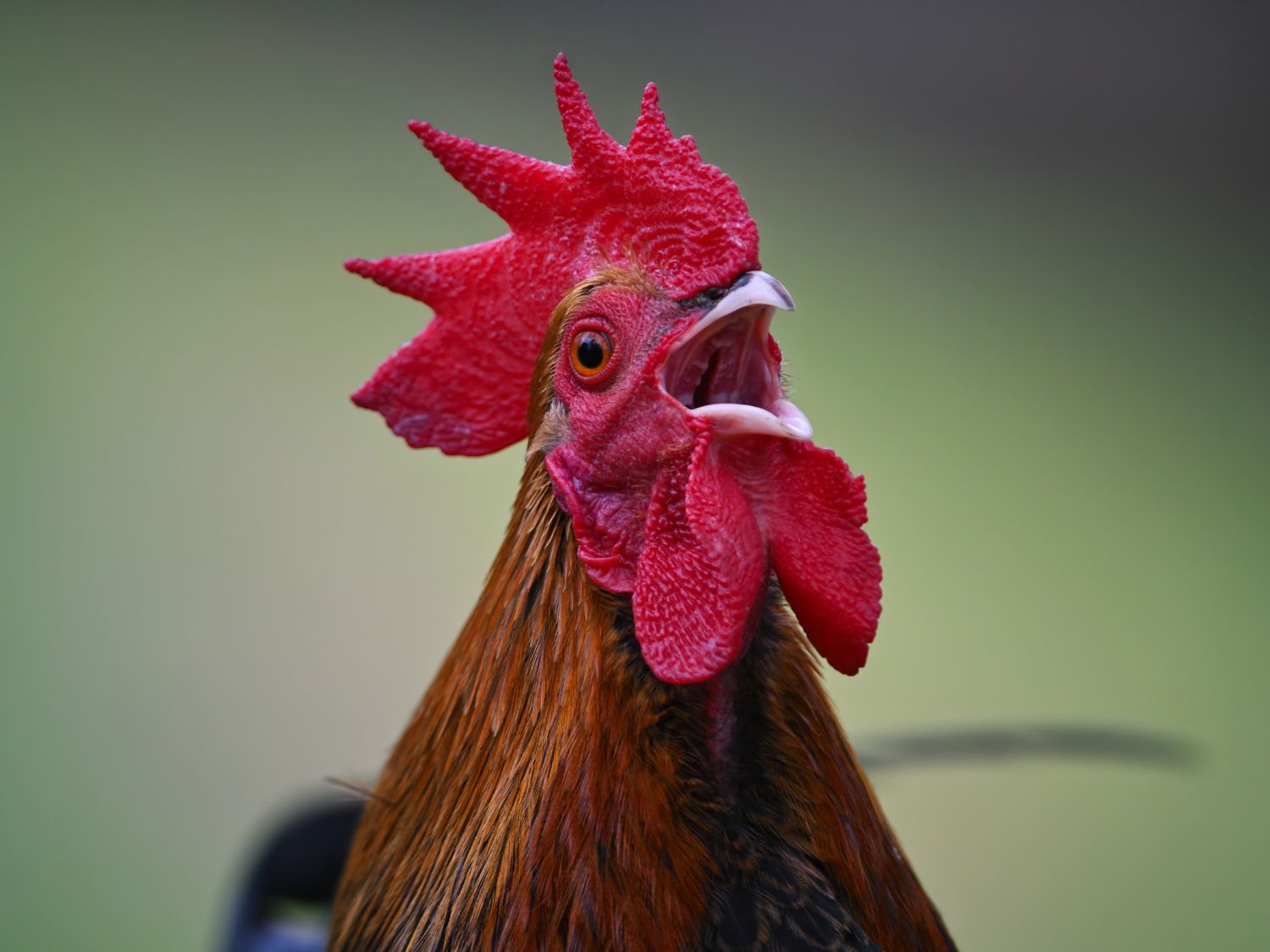 A close up photo of a rooster crowing with a green background