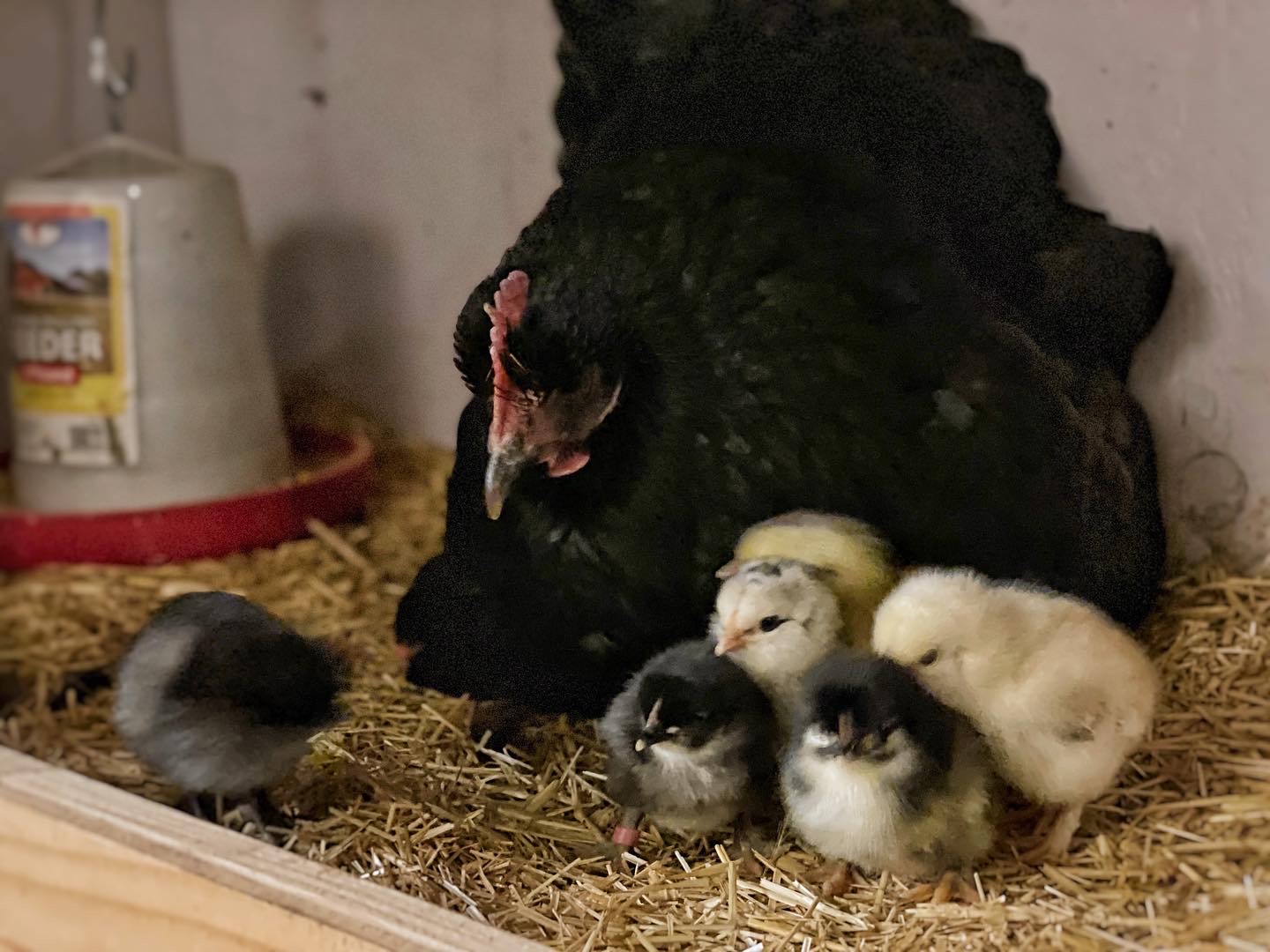 Baby chicks sitting in front of their broody mama hen inside a brooder