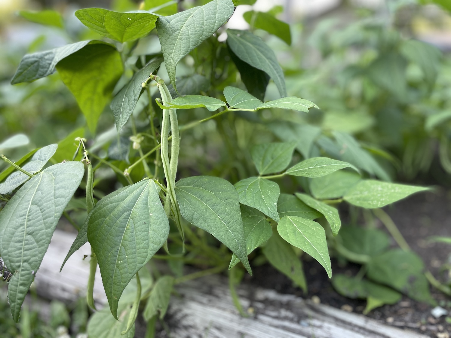 A close up view of bush beans growing in a raised bed