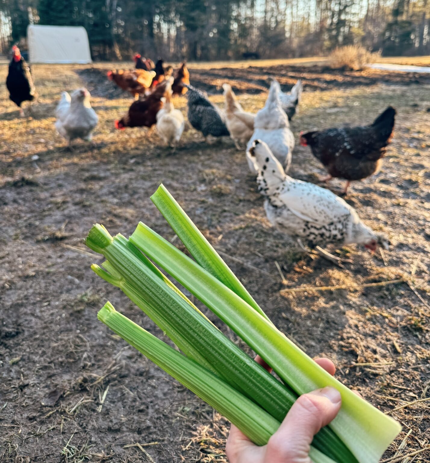 Unbelievable! What Happens When Deer Eat Celery - h4j6y8r