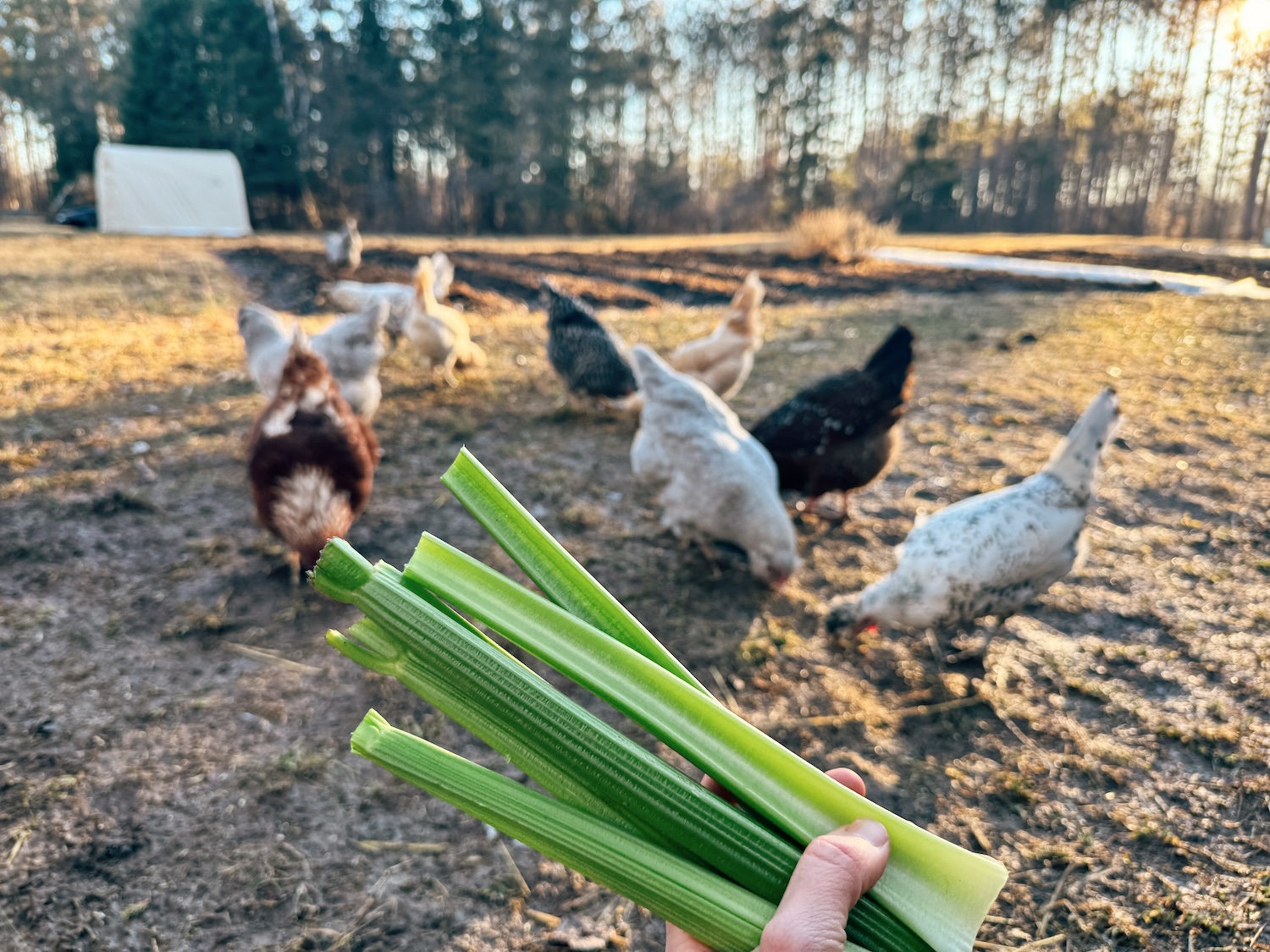 A flock of chickens out foraging and celery is held out before them.