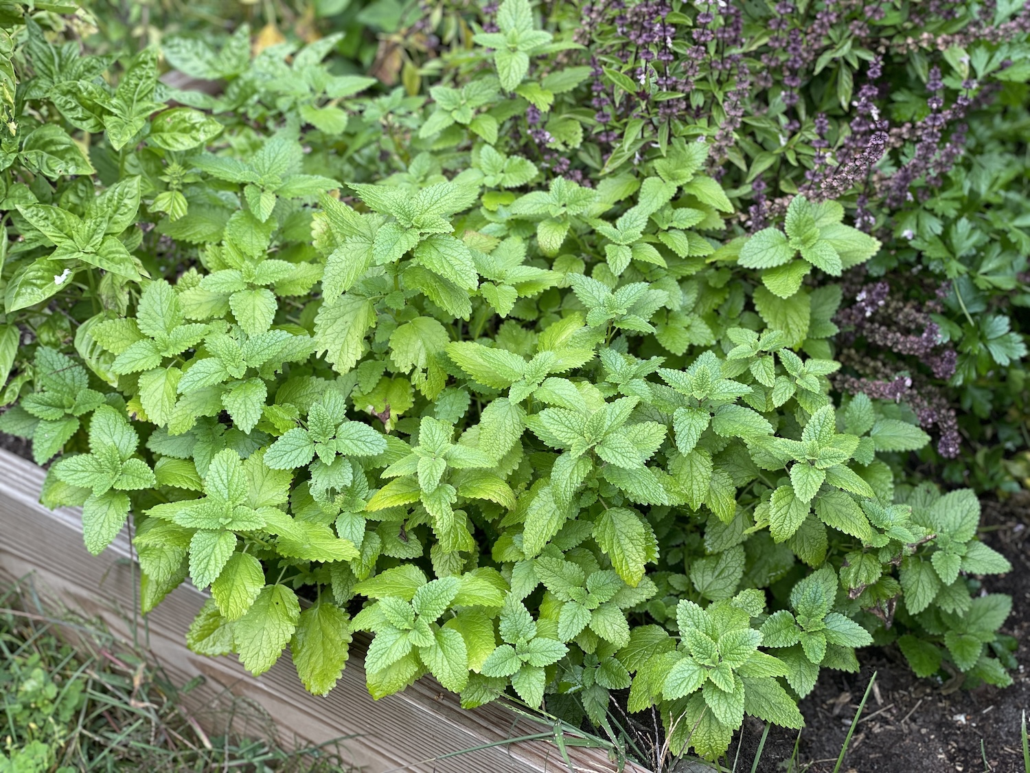 Different herbs growing in a raised bed garden
