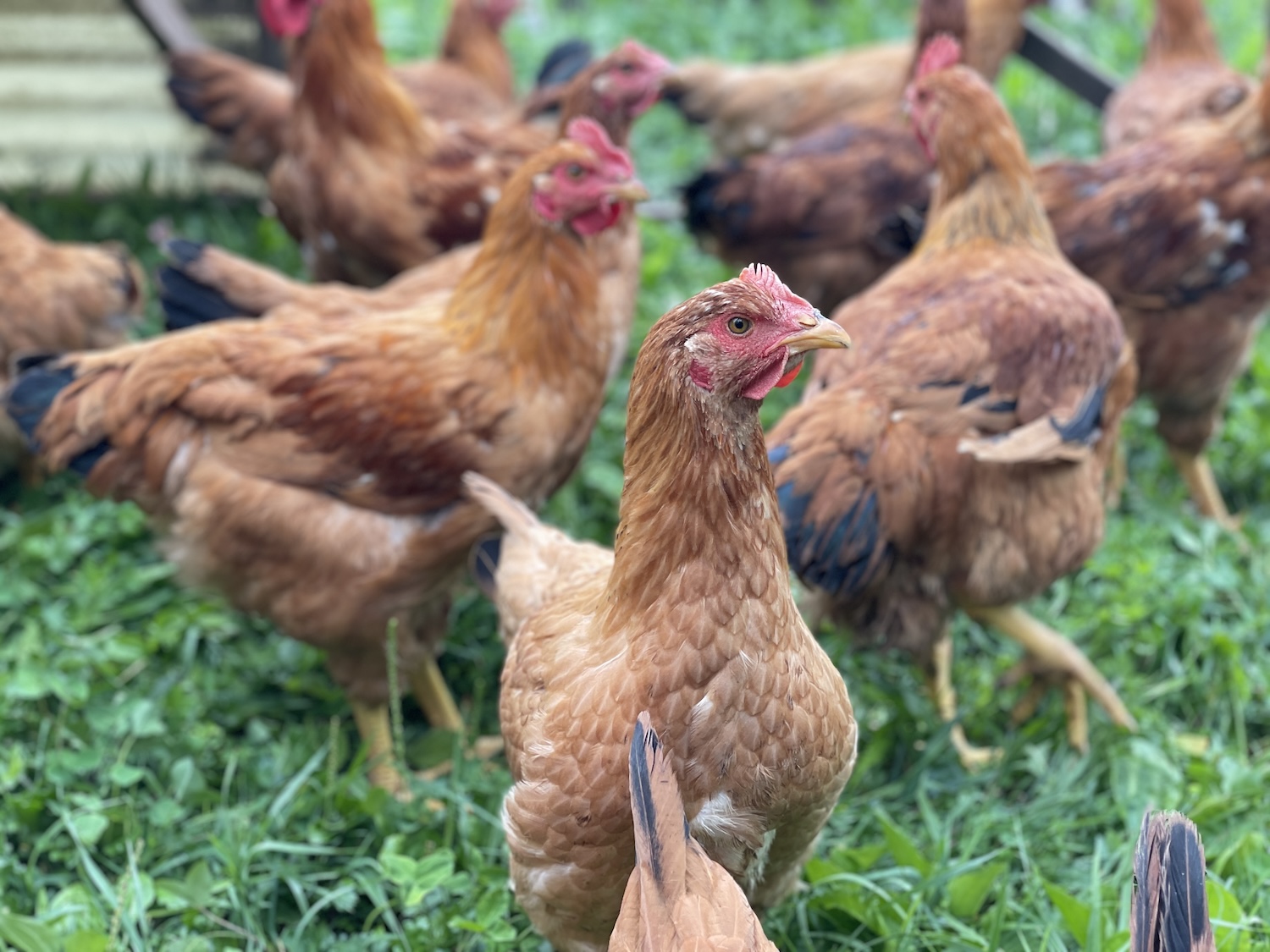 A group of Rudd Ranger meat chickens out foraging inside a chicken tractor.