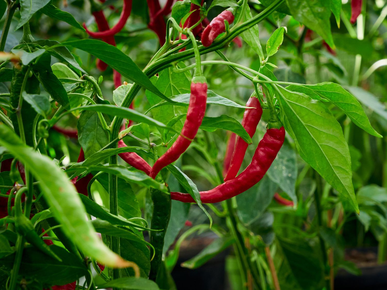 A close up view of cayenne peppers growing in a garden