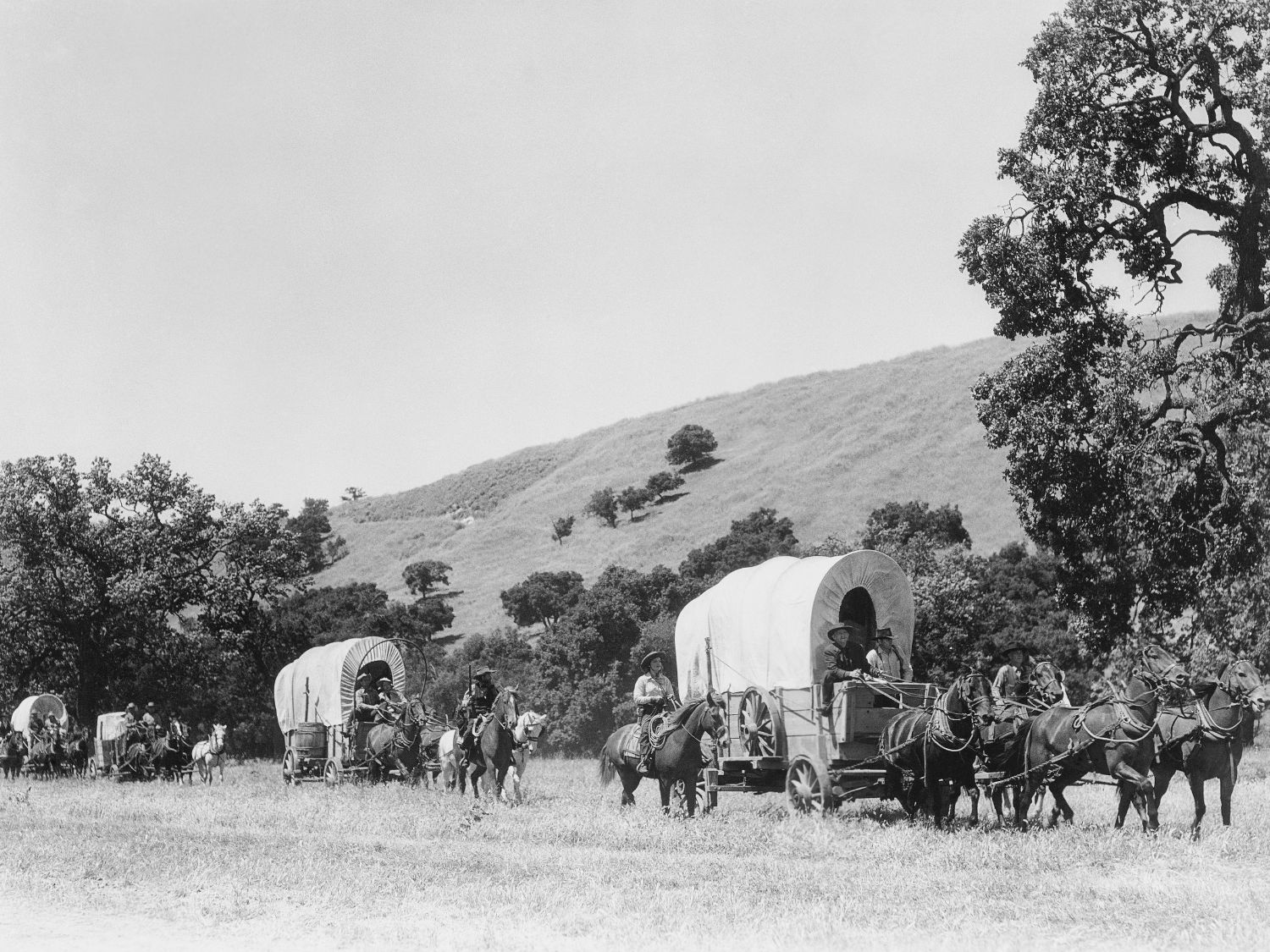 A black and white photo of a caravan of wagons heading west for settlement