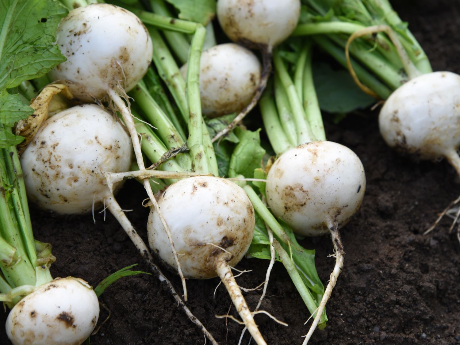 A close up view of fresh picked turnips laying on garden soil