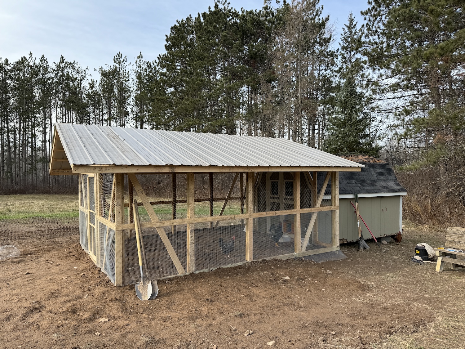 A closed chicken coop and run to prevent free ranging
