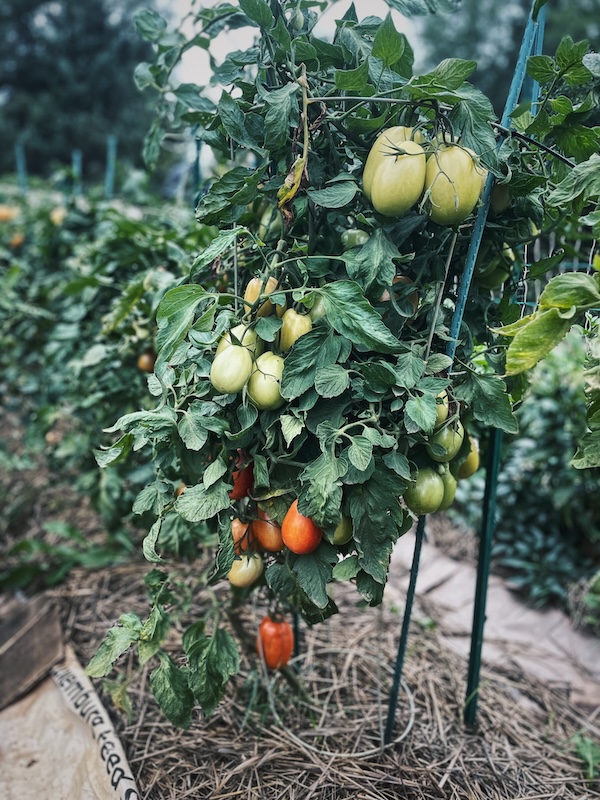 A photo of a row of tomato plants in a garden