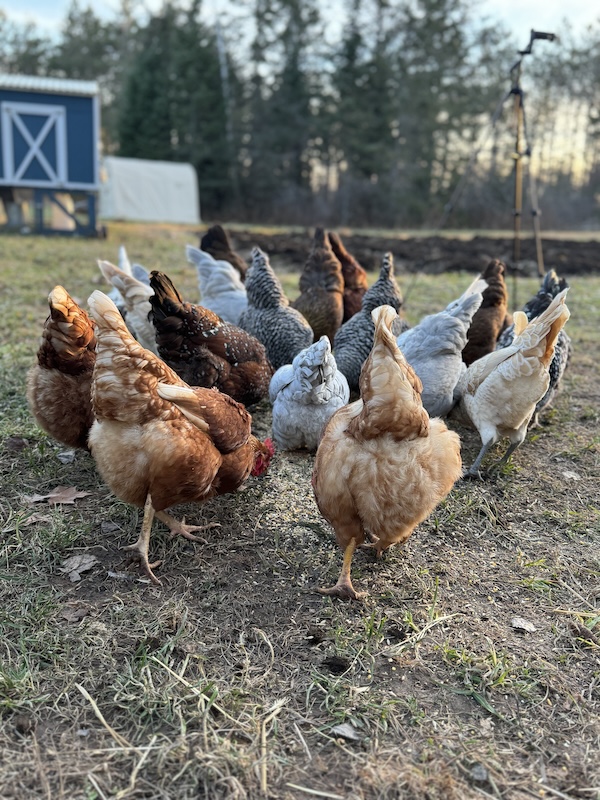 A photo of a group of chickens pecking at the ground while out foraging