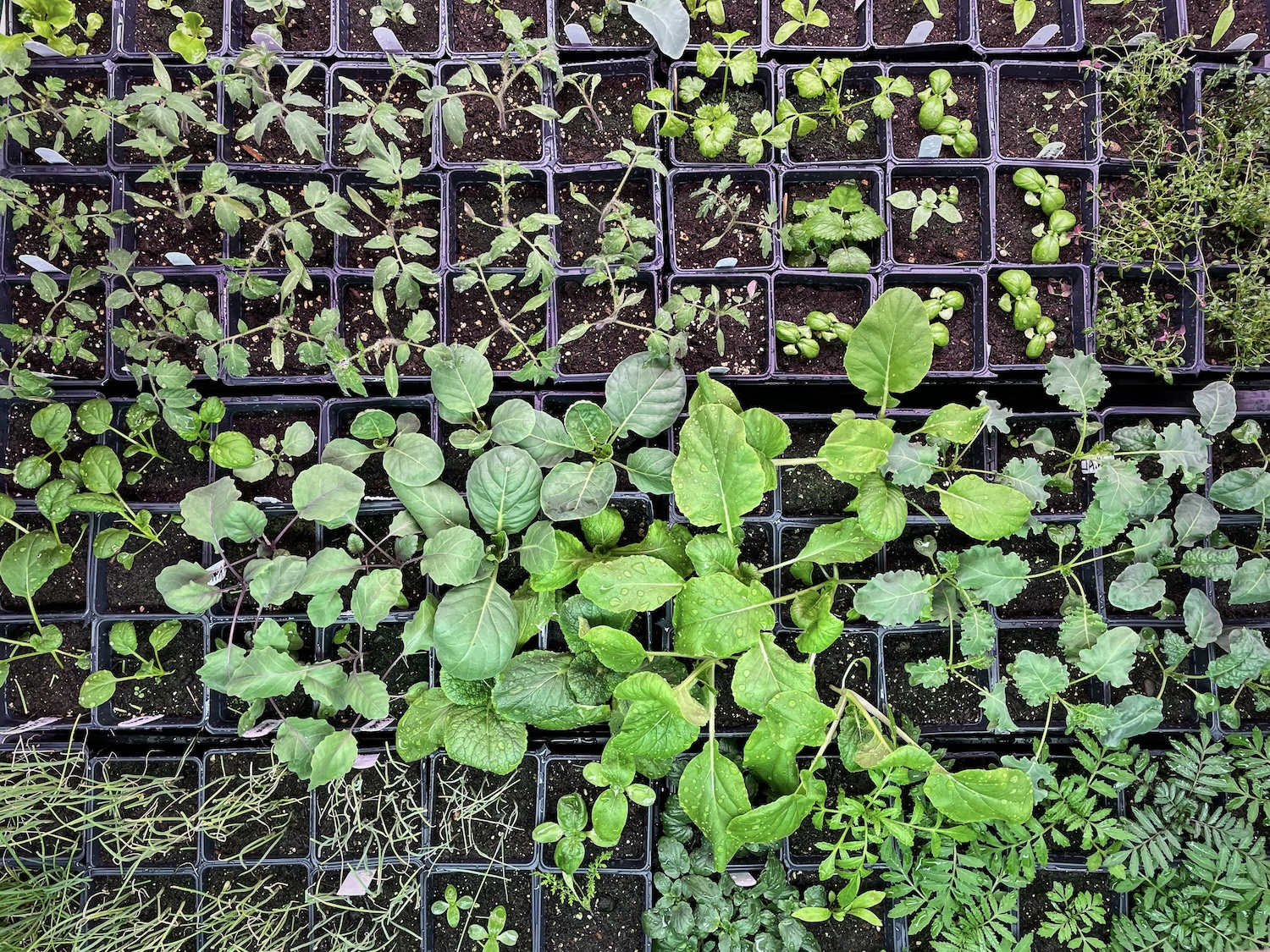 Multiple trays of seedlings growing next to each other in a cluster.