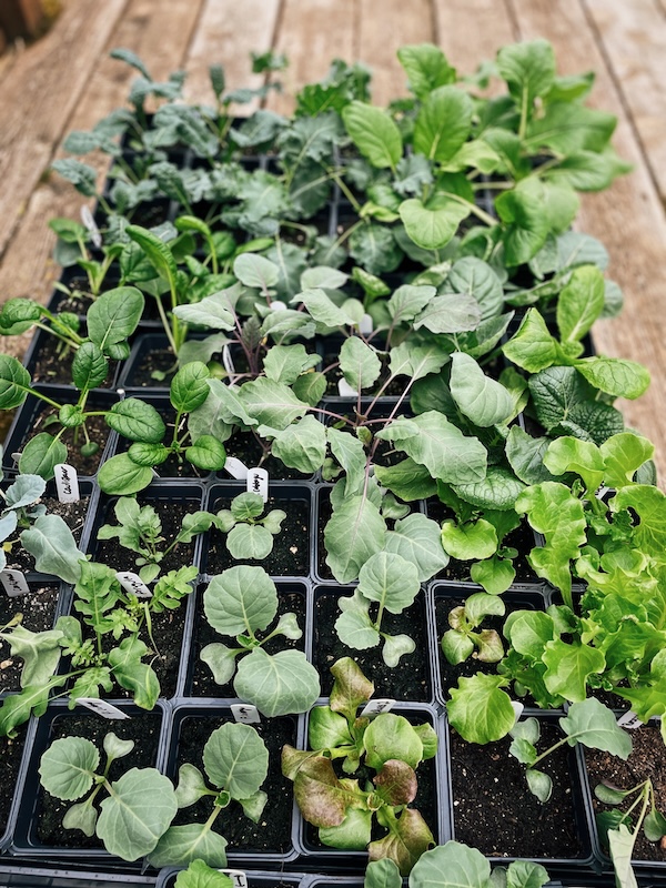 Multiple trays of seedlings set out on the deck outdoors