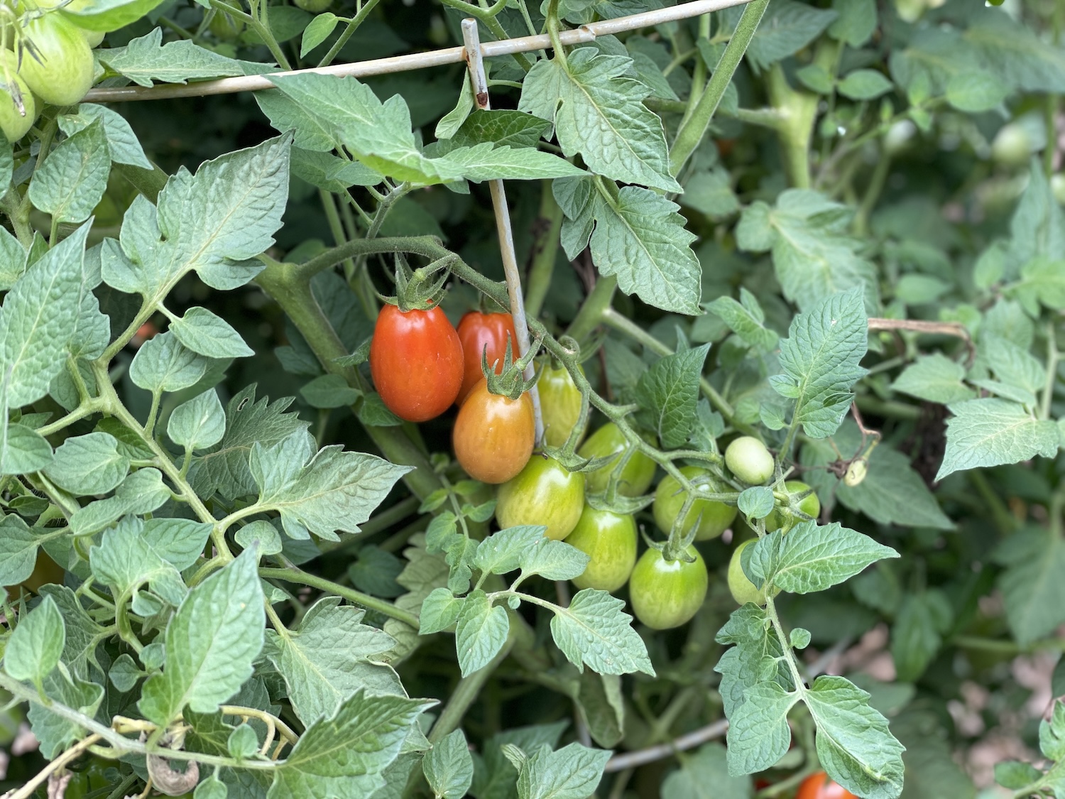 A close up view of indeterminate cherry tomatoes ripening on the vine
