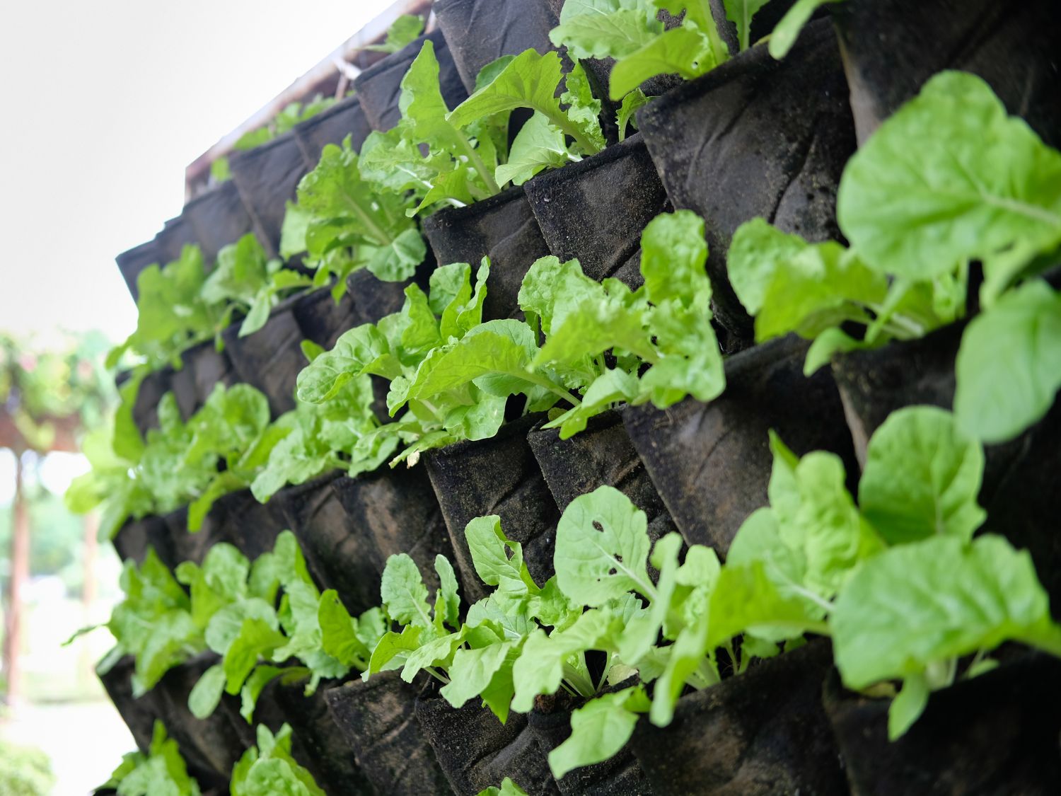 A photo of brassicas growing in a vertical garden