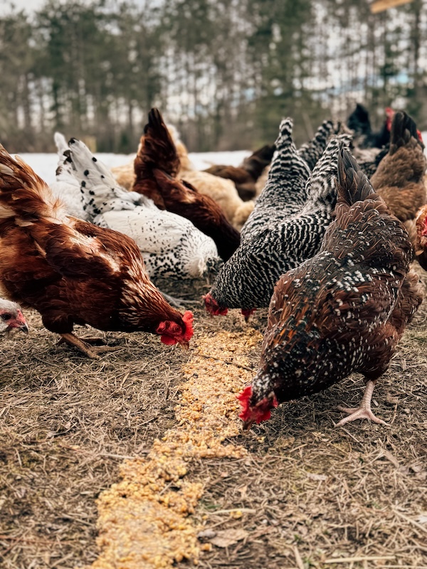 A flock of chickens pecking at feed on the ground