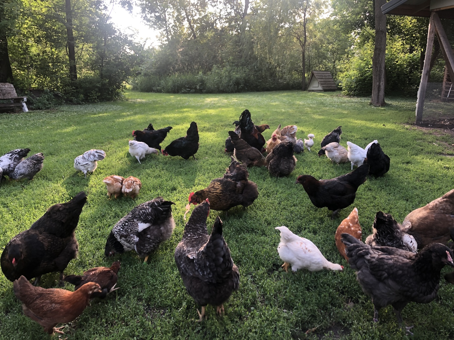 A variety of different chickens from different breeds all foraging outside at sunset