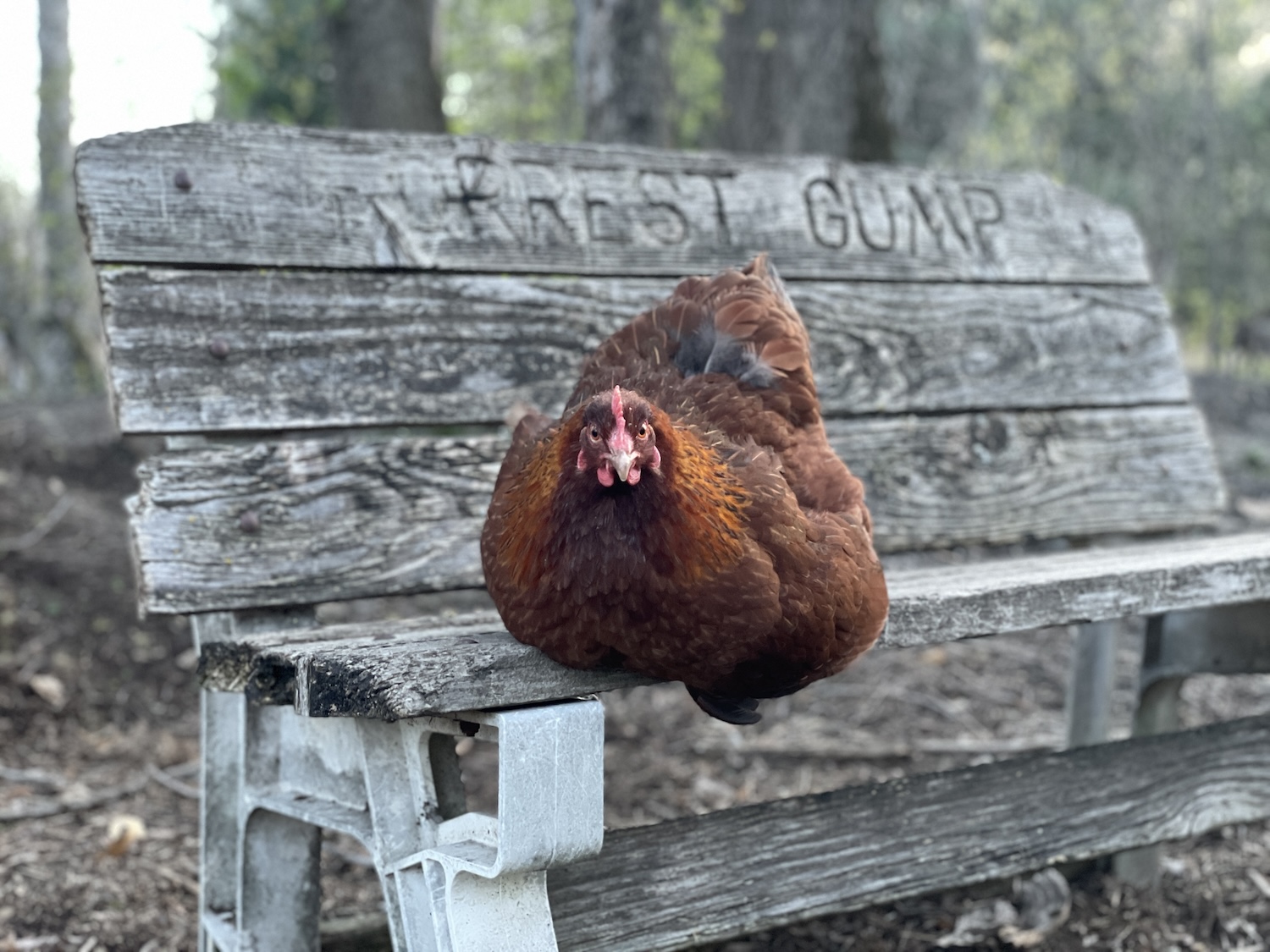 A brown hen sitting on a bench by herself