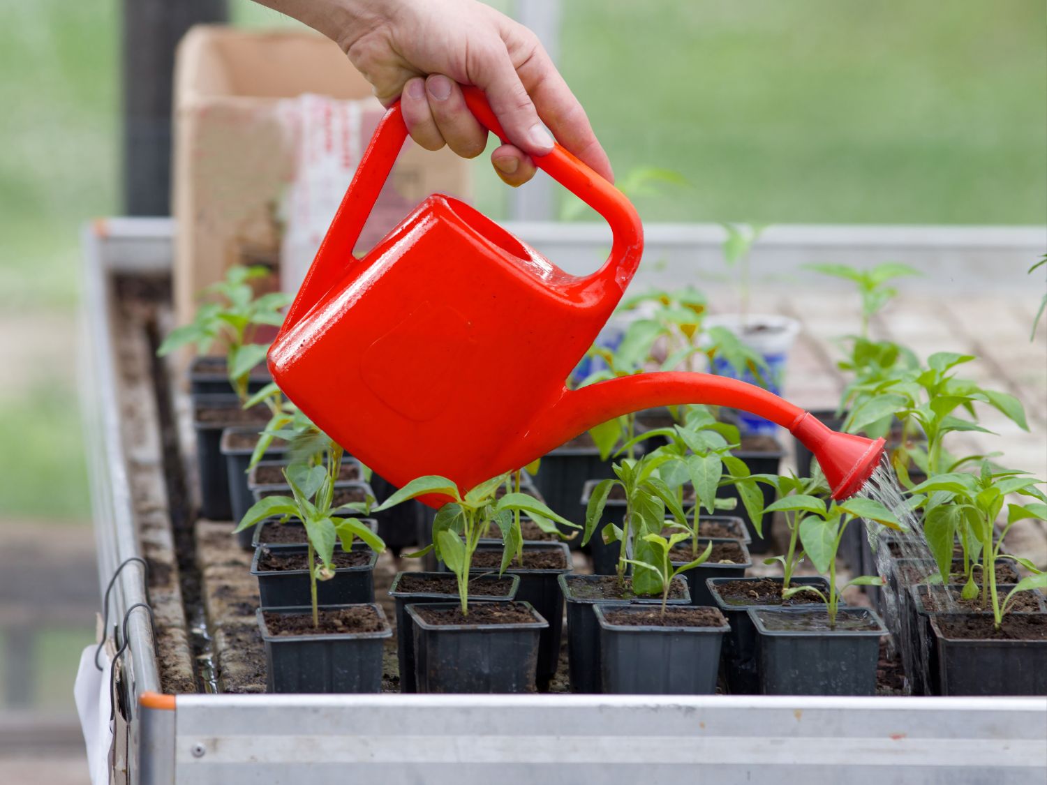 Using a red watering pail to overhead water some seedlings