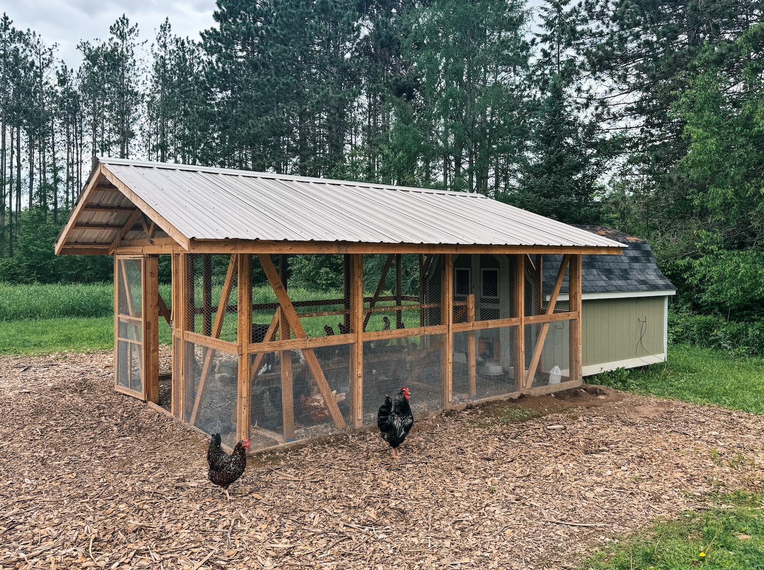 Top Chicken Run Ground Cover Materials For Healthy Durable Coops Top Chicken Run Ground Cover Materials For Healthy Durable Coops