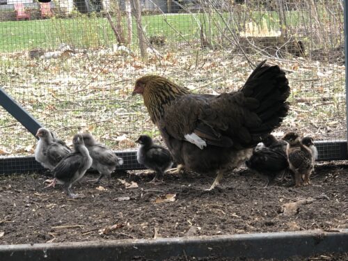 Broody Hen Management – A Beginner’s Guide