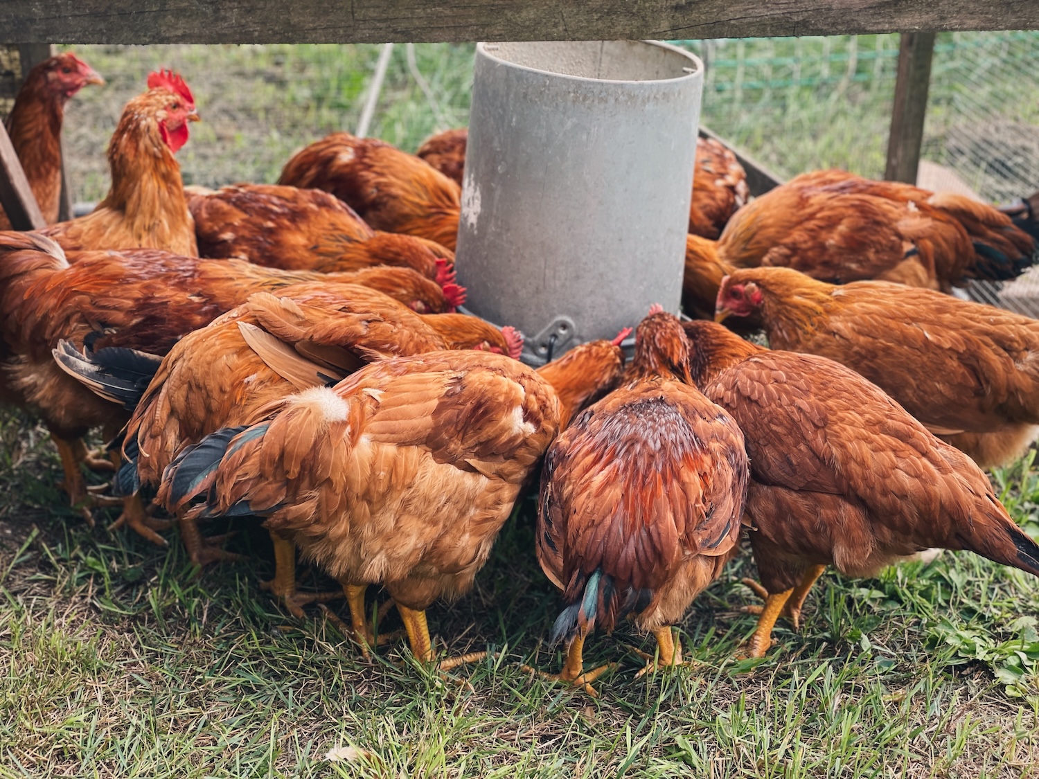 Red Ranger broilers circled around an aluminum hanging feeder