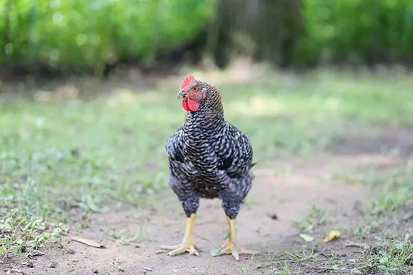 A photo of a Kosher King rooster standing on a dirt path outside