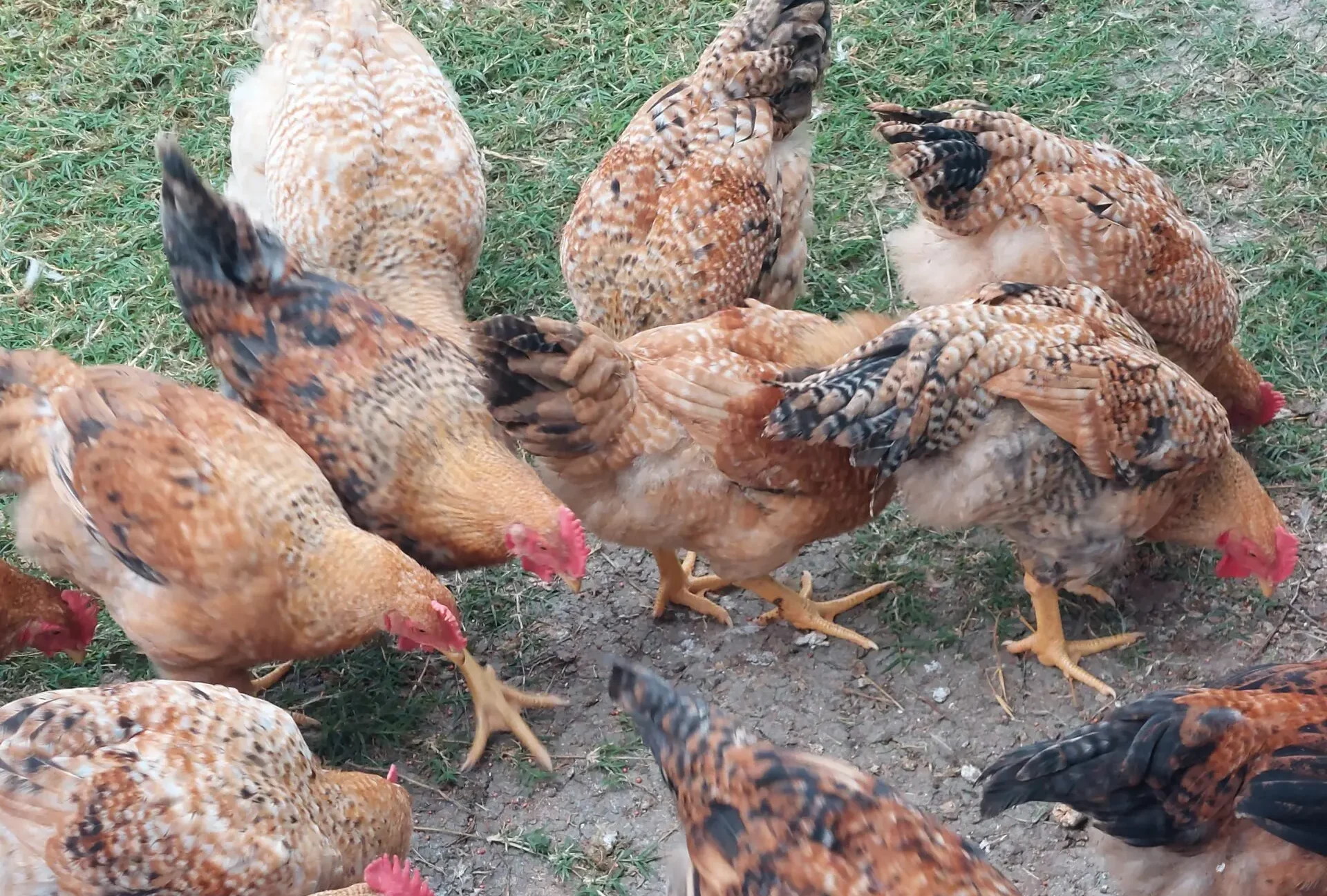 Sasso Broilers from Freedom Ranger Hatchery