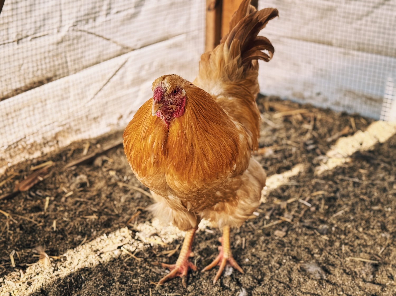 A photo of a chantecler rooster inside a chicken run