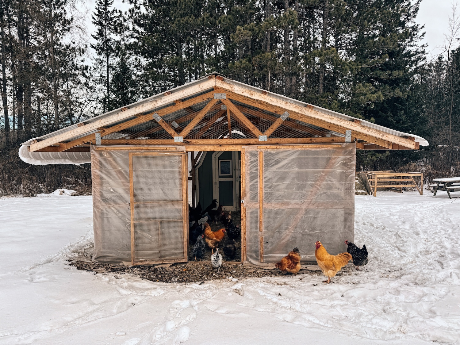 A large chicken run that's wrapped in plastic. Snow is on the ground and chickens are out in front of it.