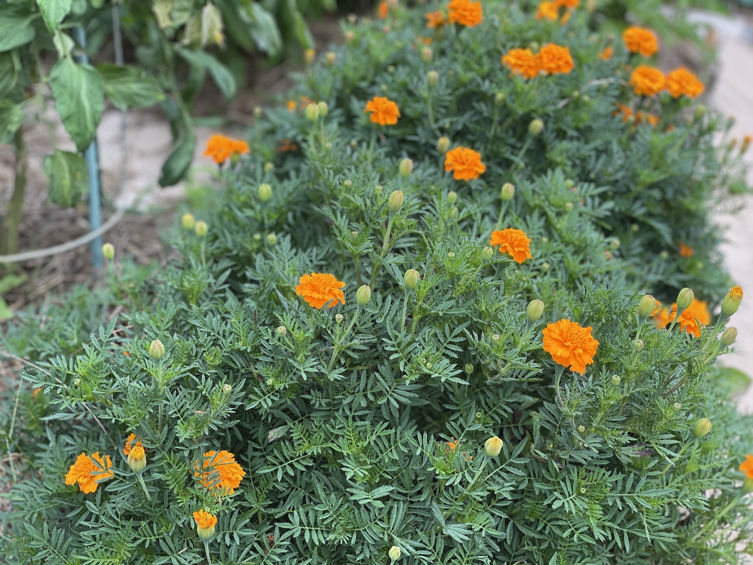 A row of marigolds being used as a companion plant