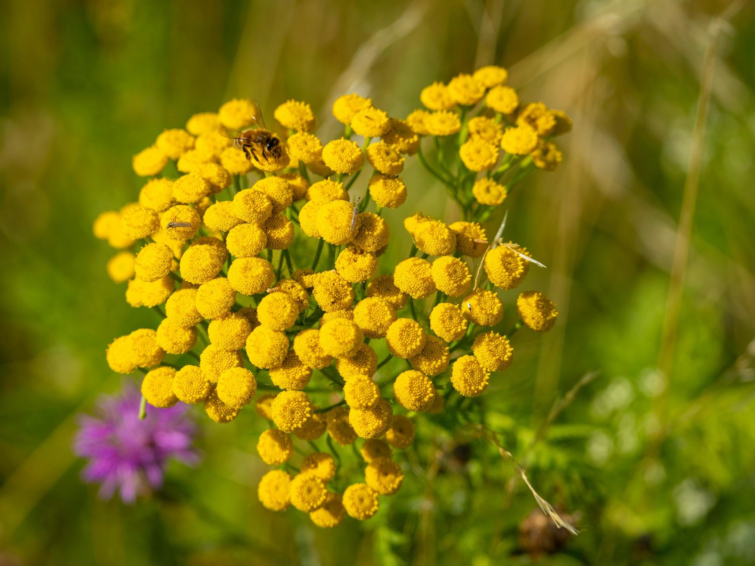 A close up photo of tansy blooms with a honeybee on it