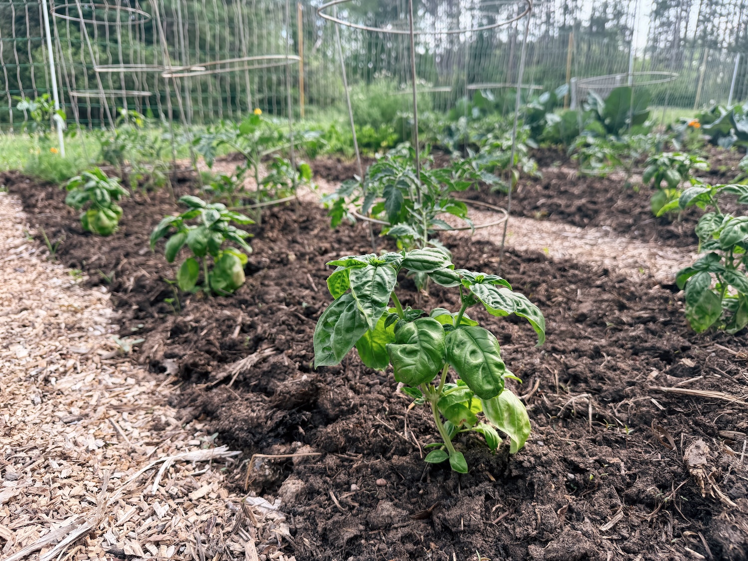 Basil planted along a row of tomatoes as a companion plant