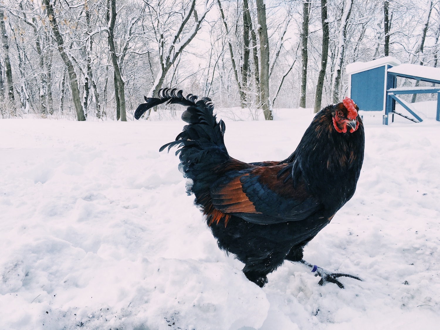 A rooster with a pea comb walking in the snow