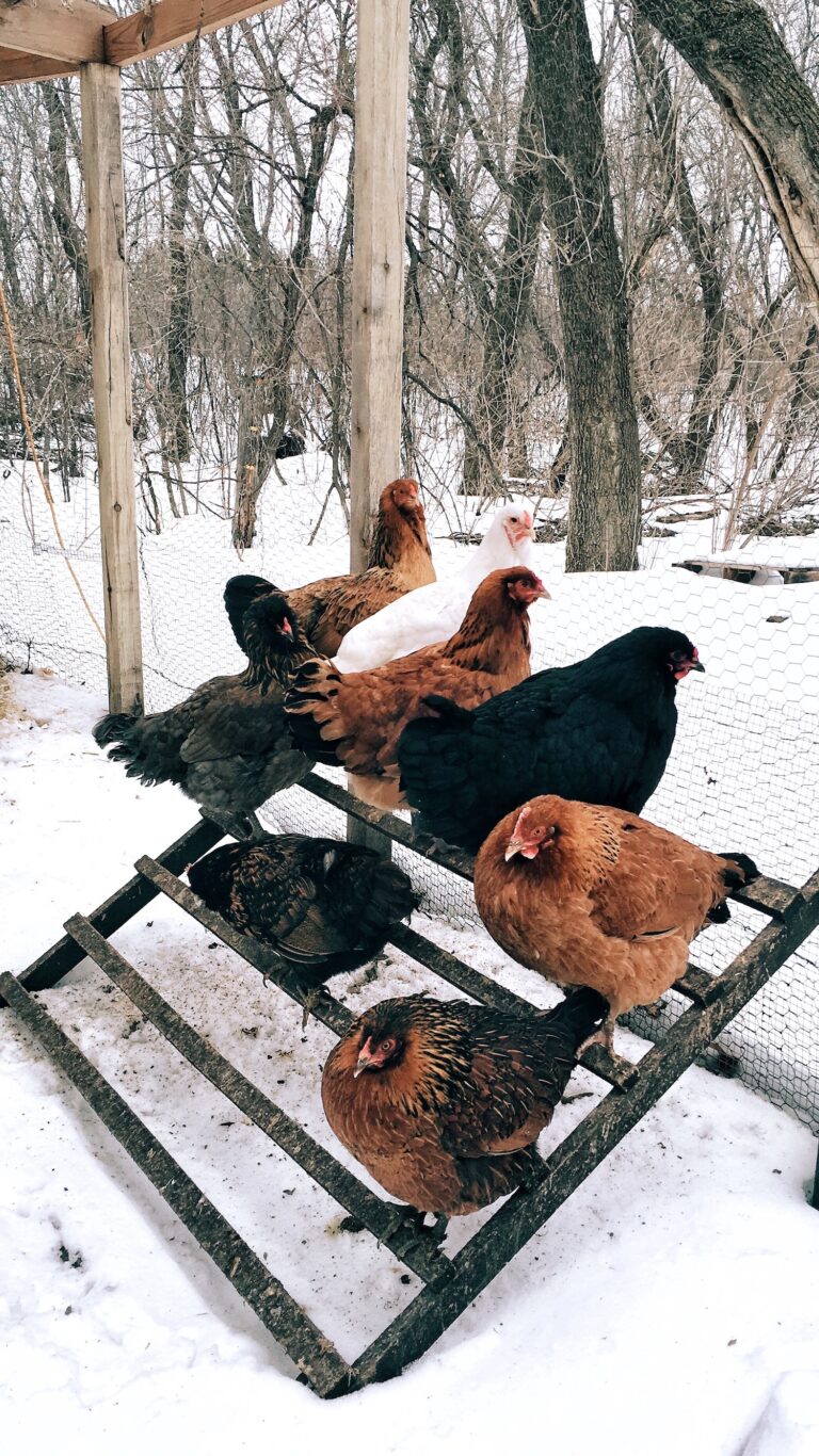 Gallery Detail: How Much Space Do Chickens Really Need