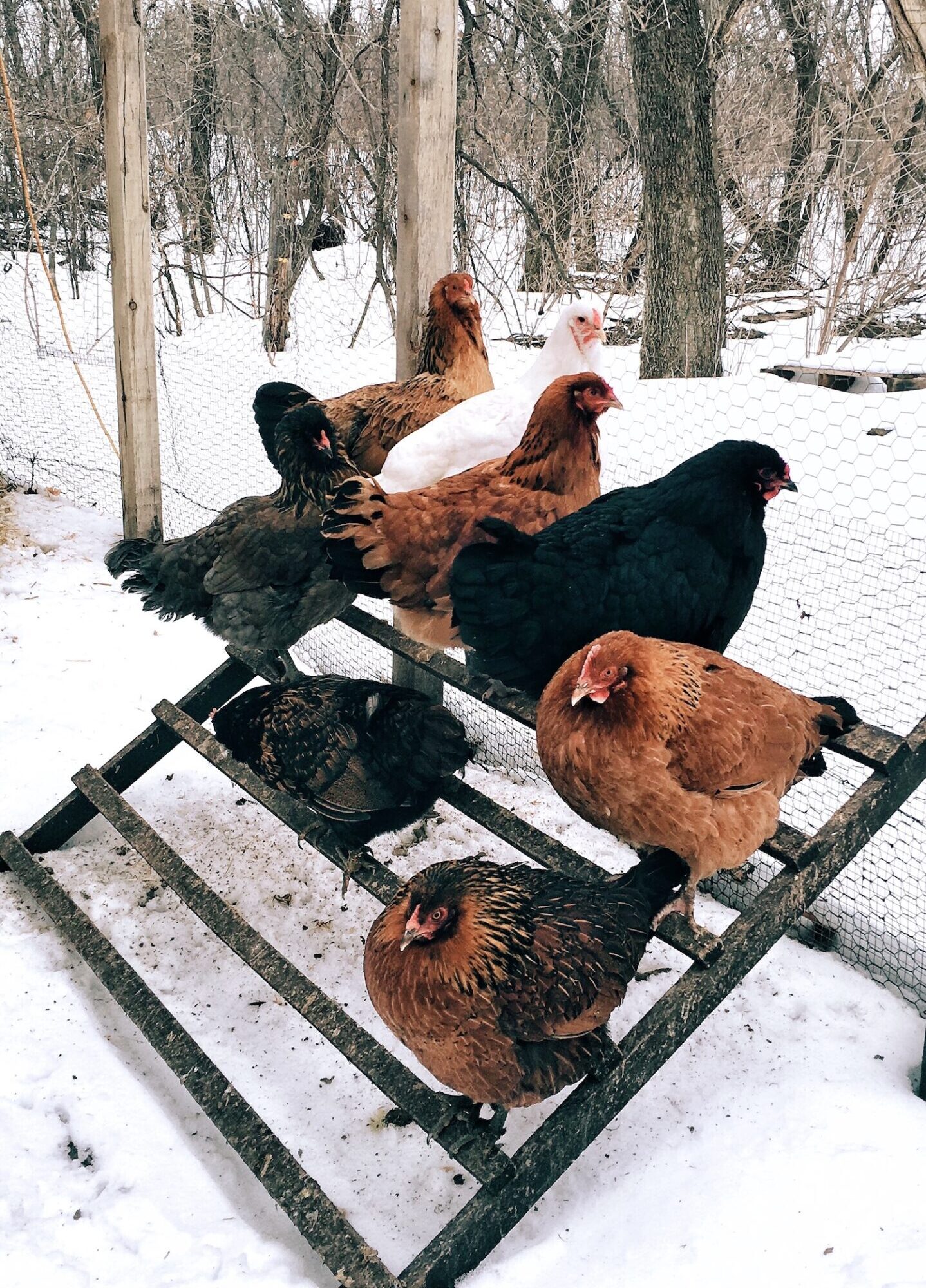 Eight hens are staggered on a roosting bar outside in the snow