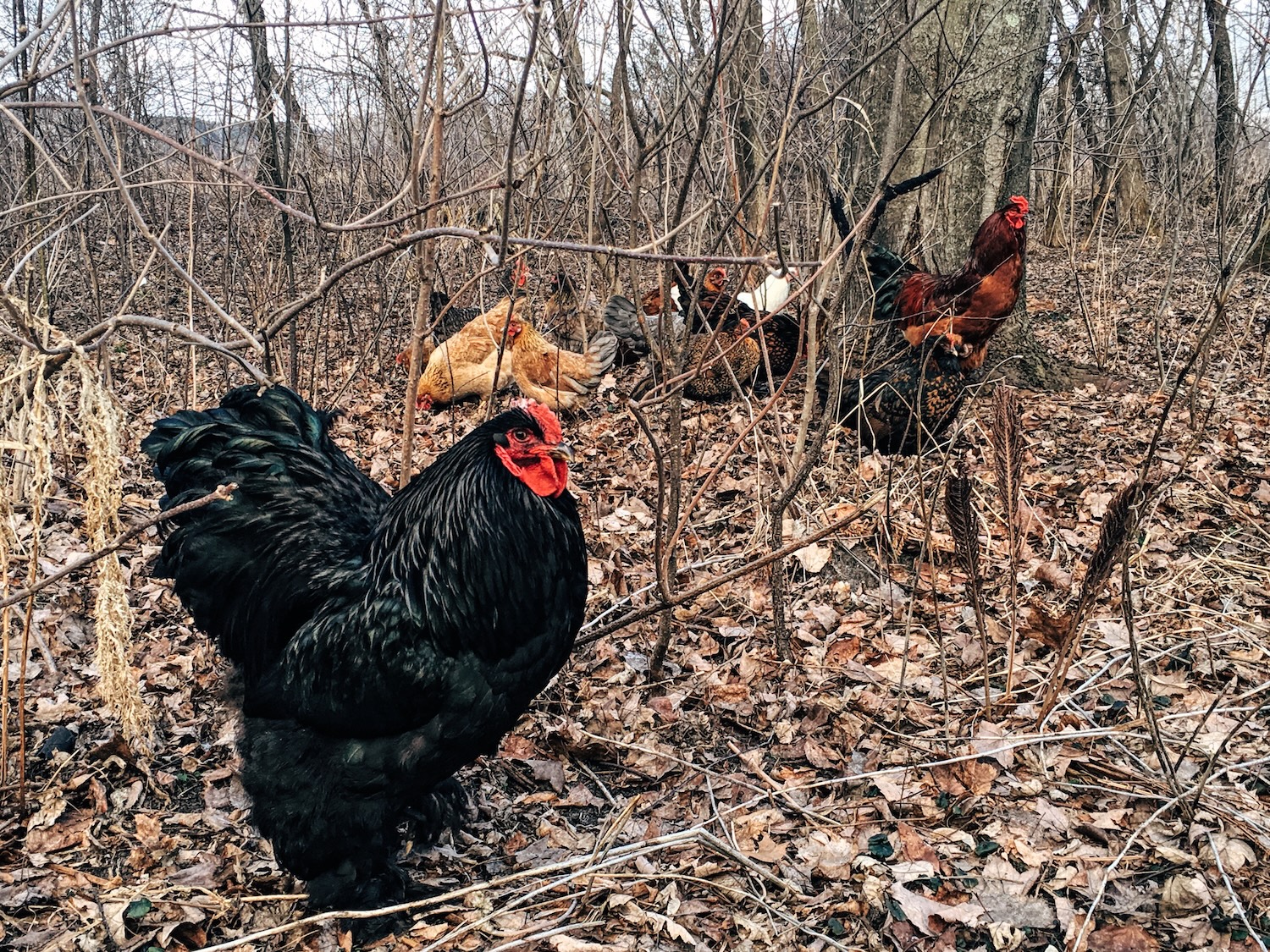 A black cochin rooster standing close to the camera in the woods with other chickens behind him