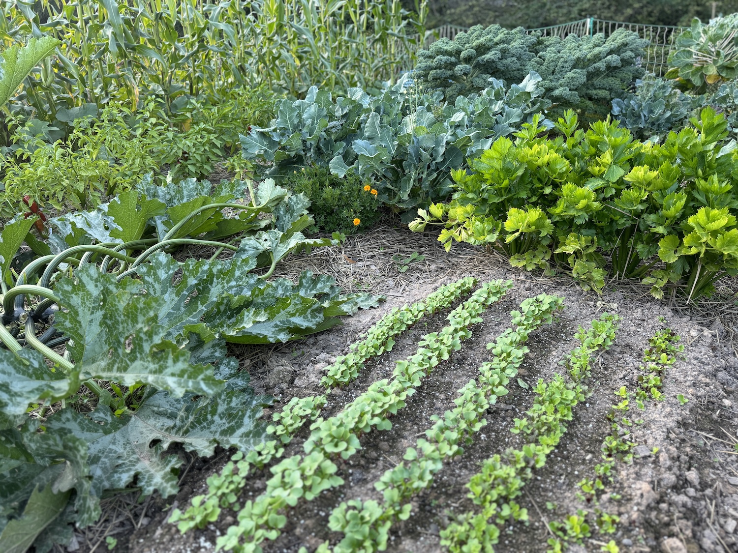 Several rows of radishes seeded next to an established zucchini plant