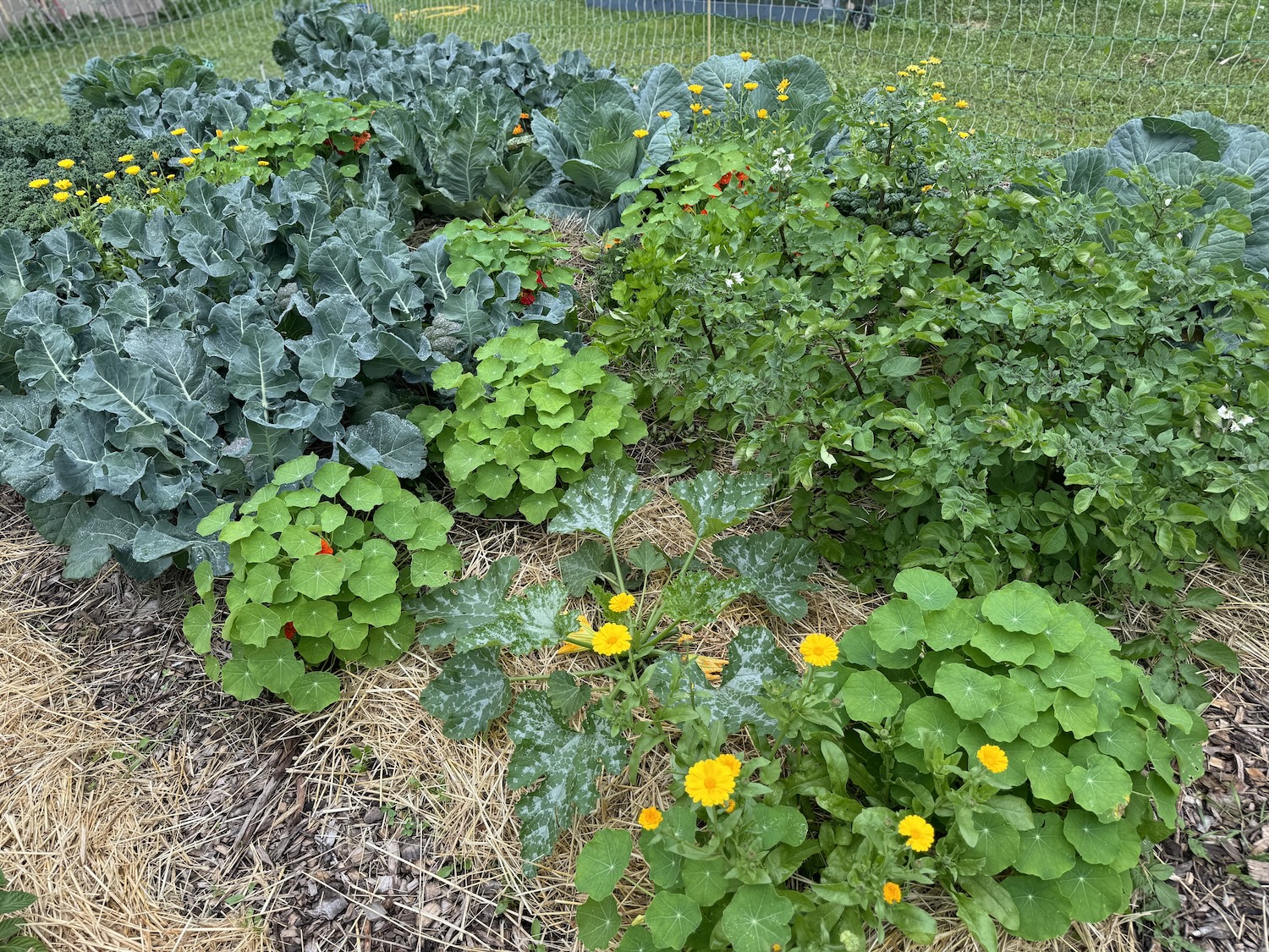 Nasturtiums planted around a zucchini plant as a companion plant