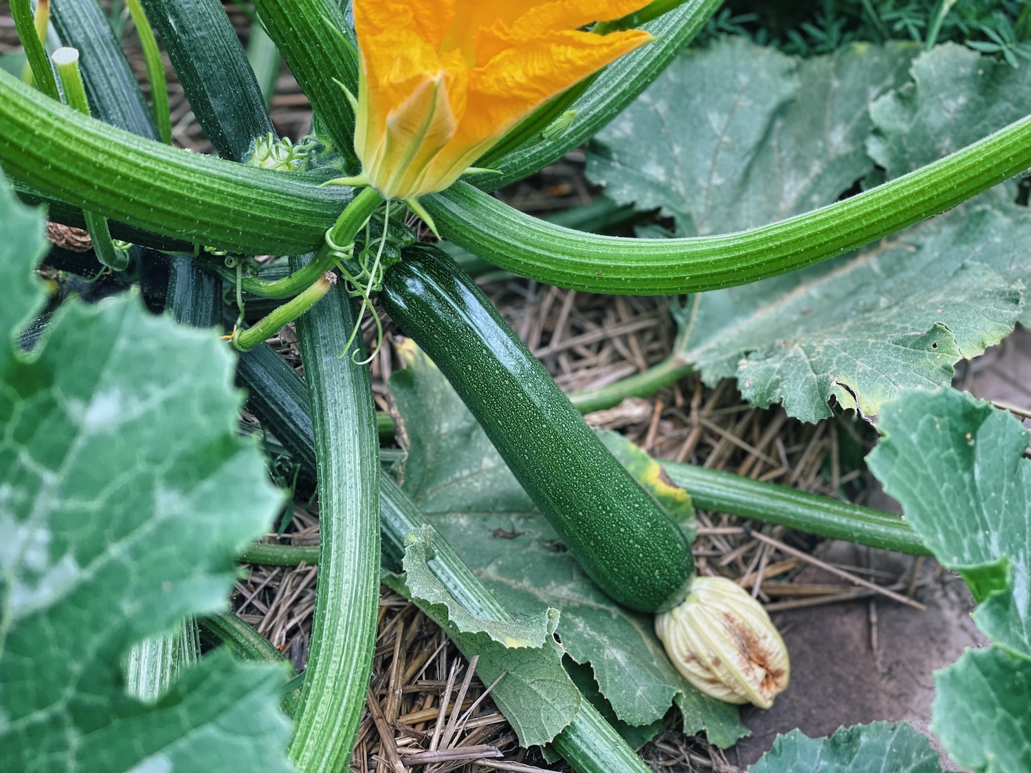 A close up photo of zucchini growing in the garden