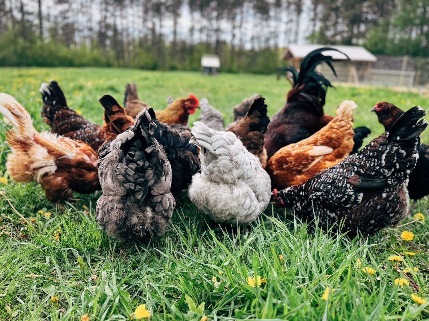 A group of chickens hunting for ticks
