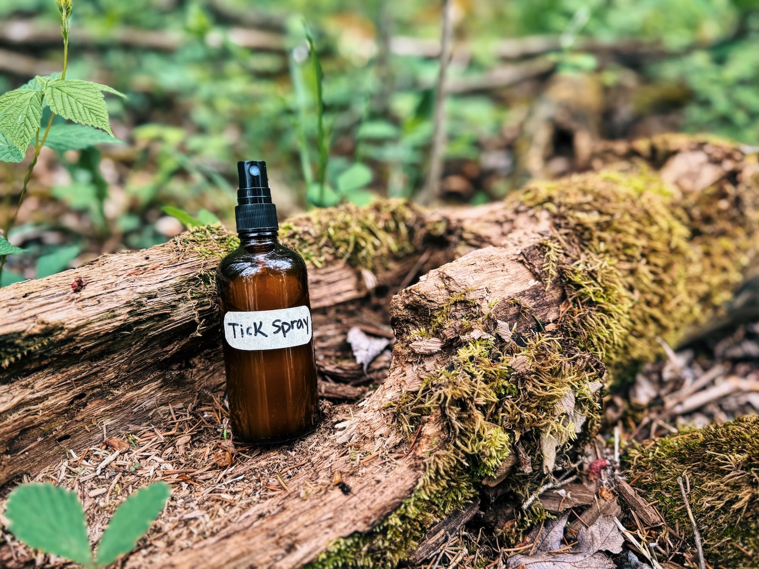 A bottle of DIY essential oil tick repellent sitting inside a half decayed log in the woods