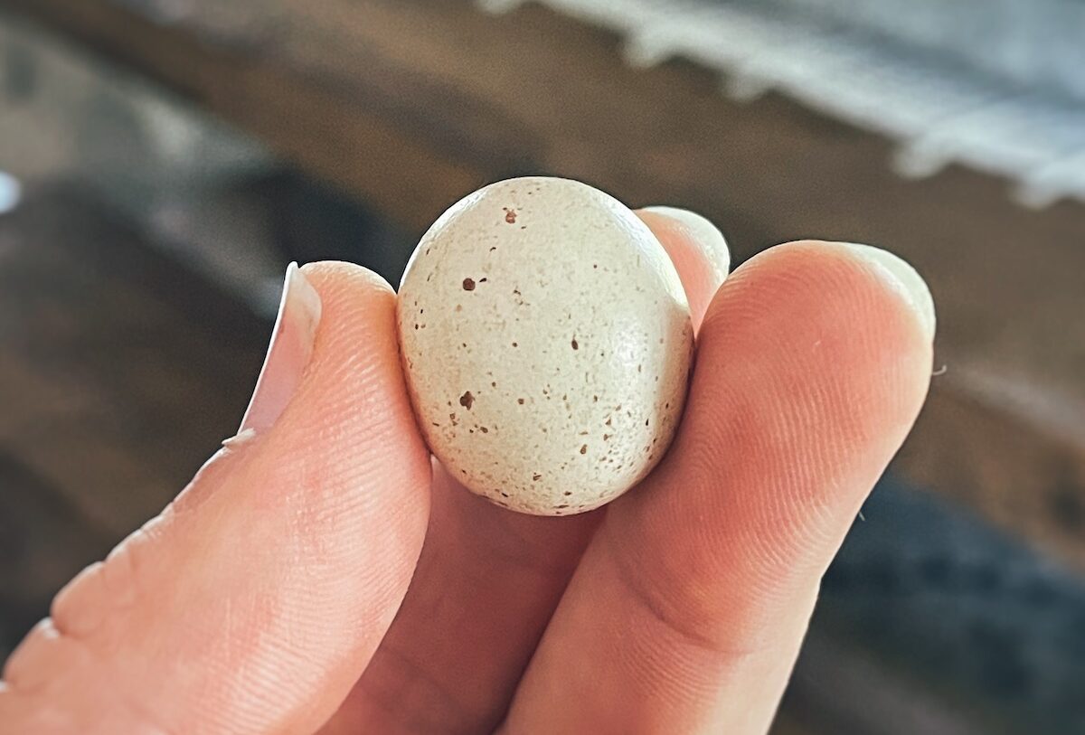 A tiny fairy egg is held between two fingers